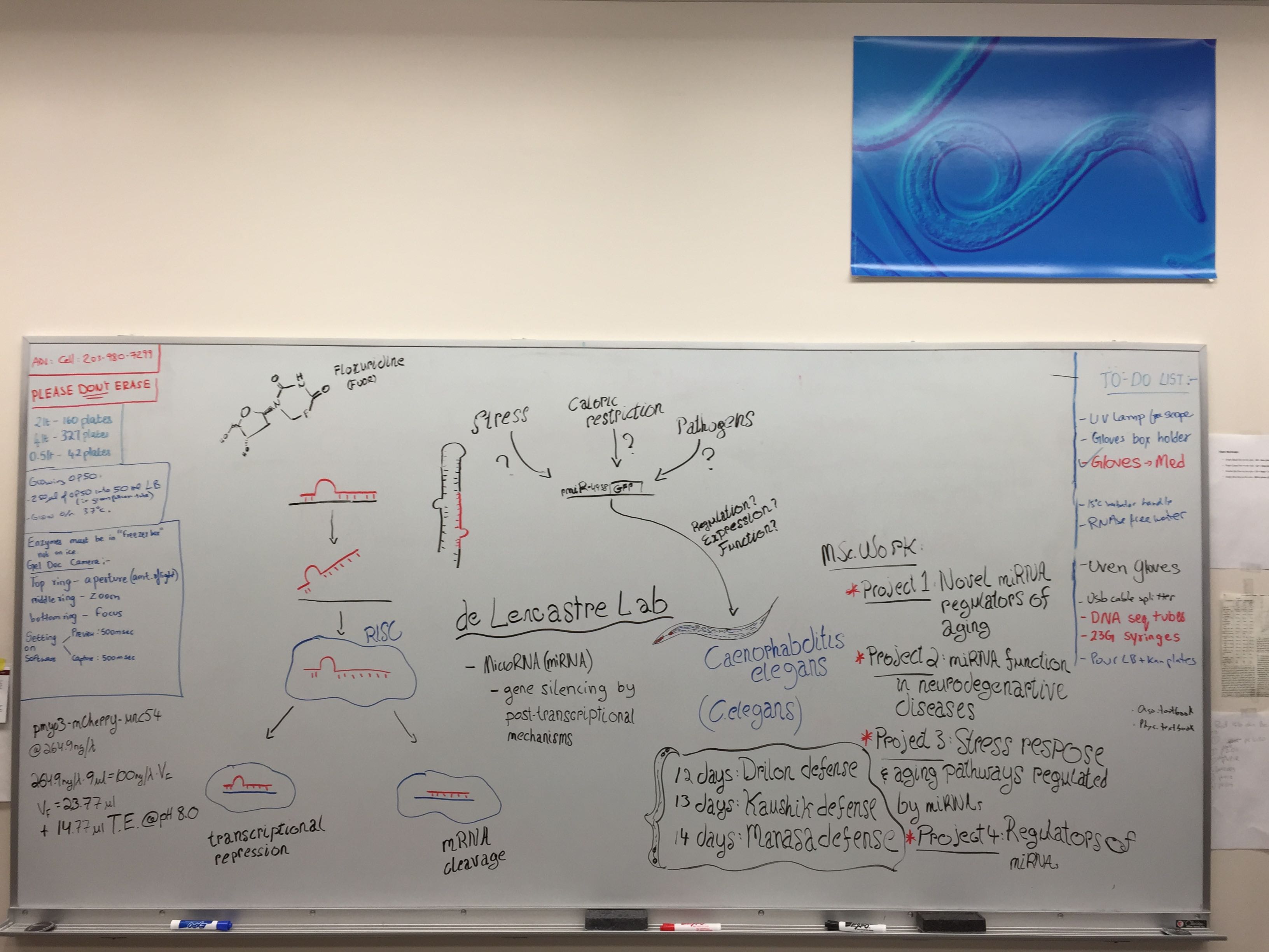 de Lencastre Lab-Spring2015