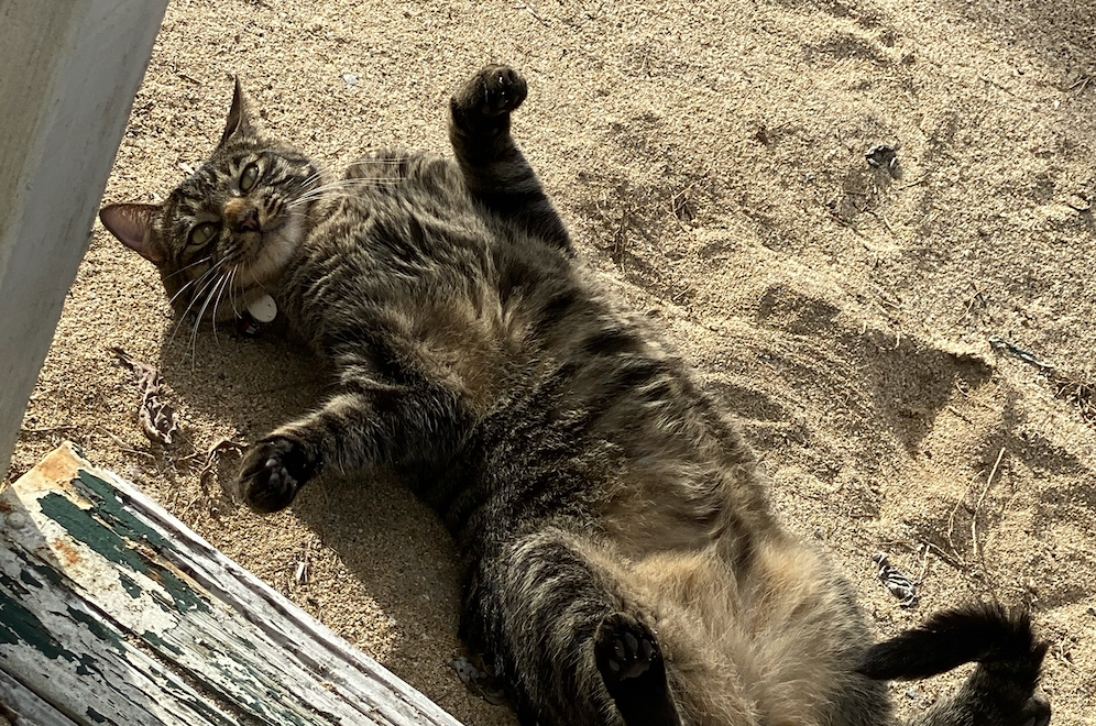 image of Callandra's cat