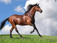 horse
