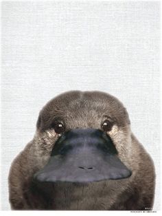 image of platypus